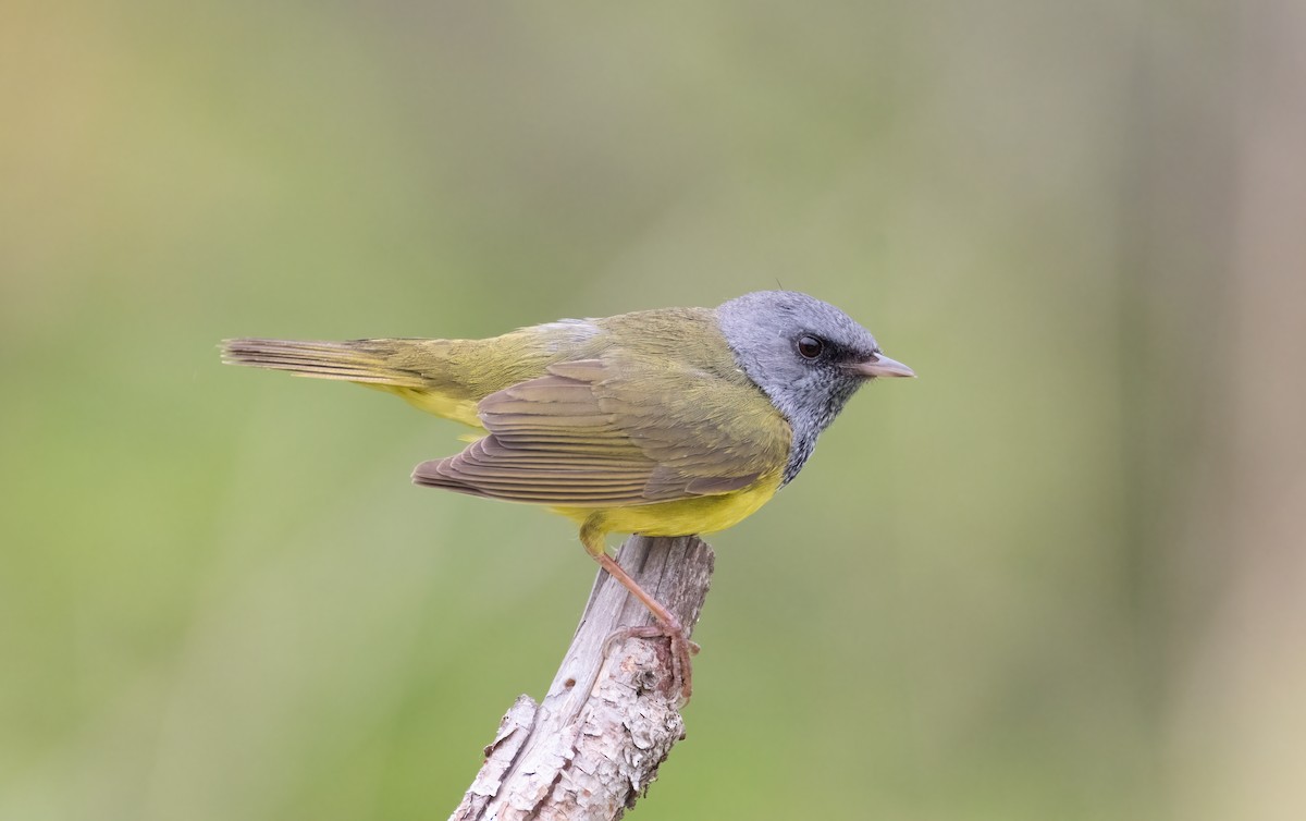Mourning Warbler - ML638728504