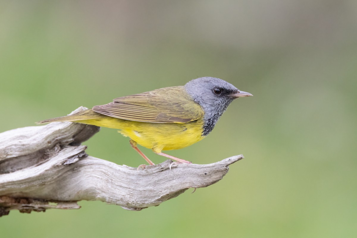 Mourning Warbler - ML638728506
