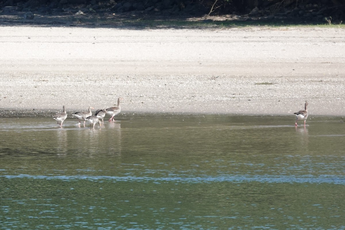 Graylag Goose - ML638728508
