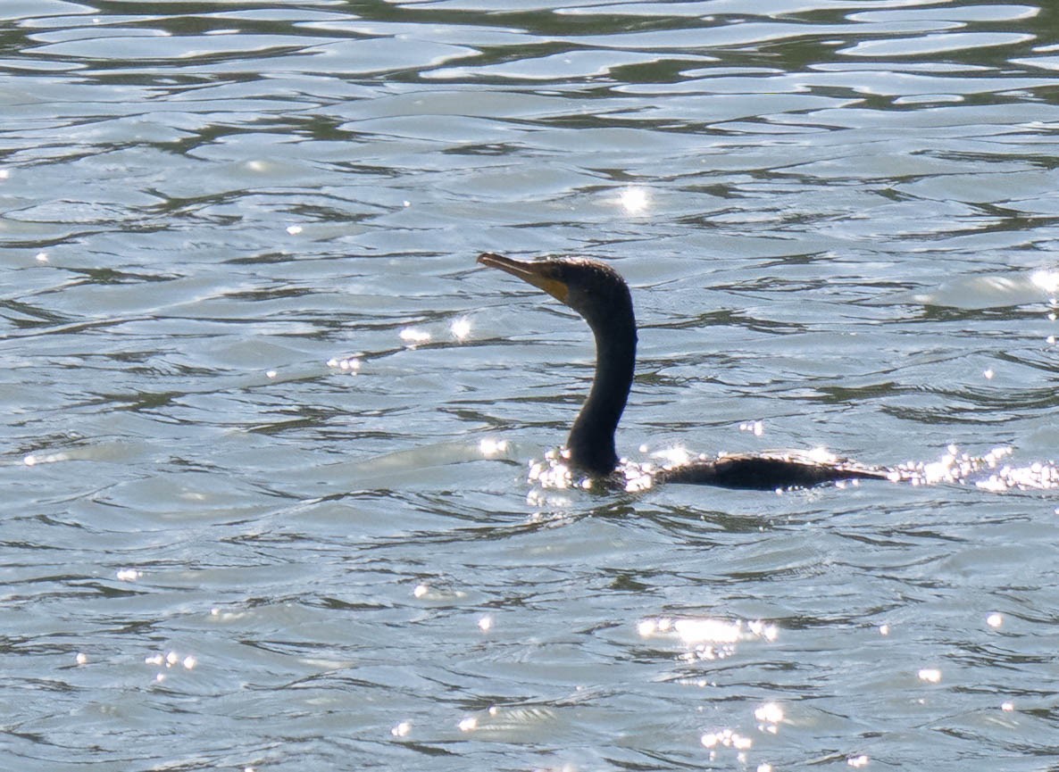 Cormoran à aigrettes - ML638728513