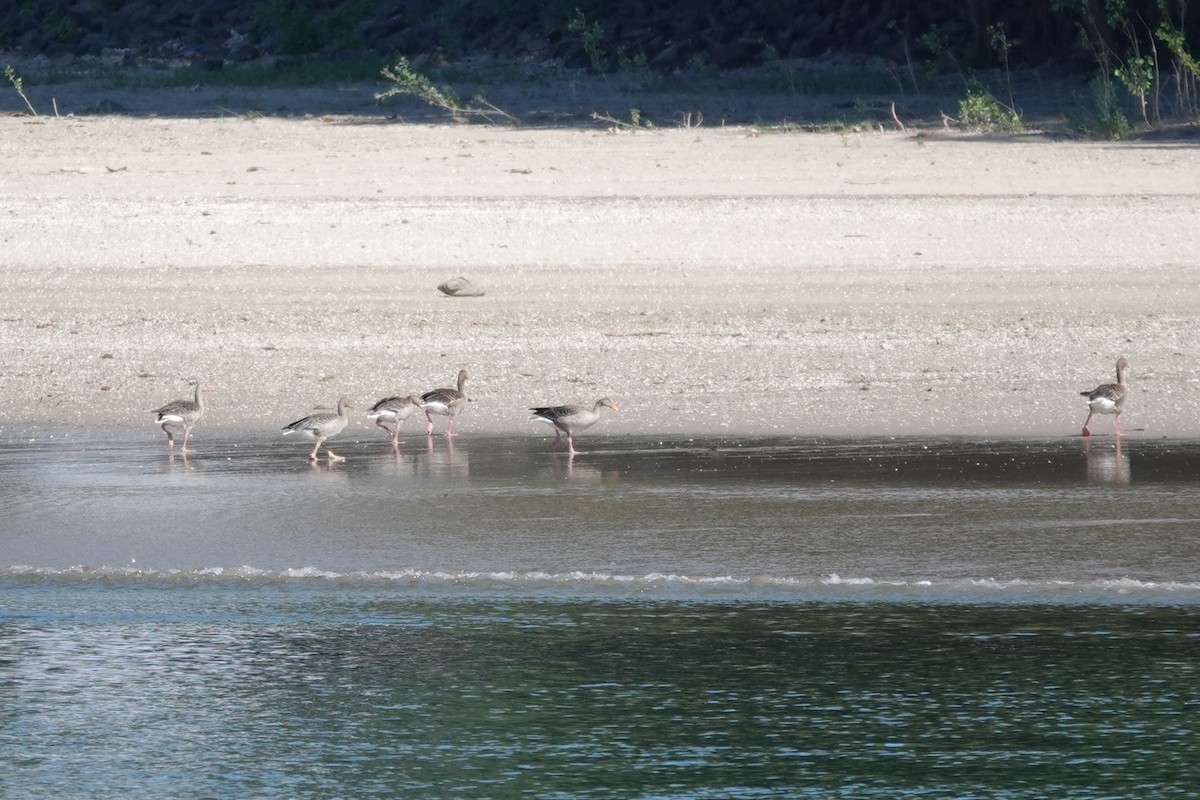 Graylag Goose - ML638728514