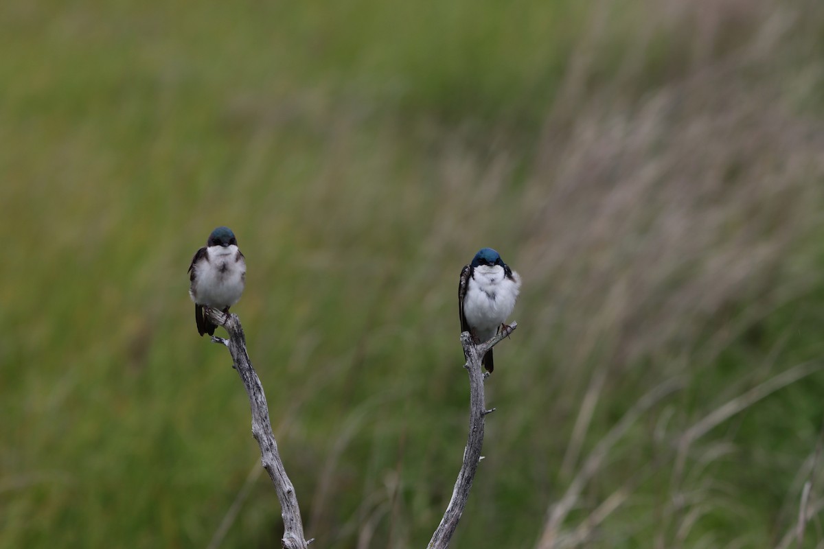 Tree Swallow - ML638728539