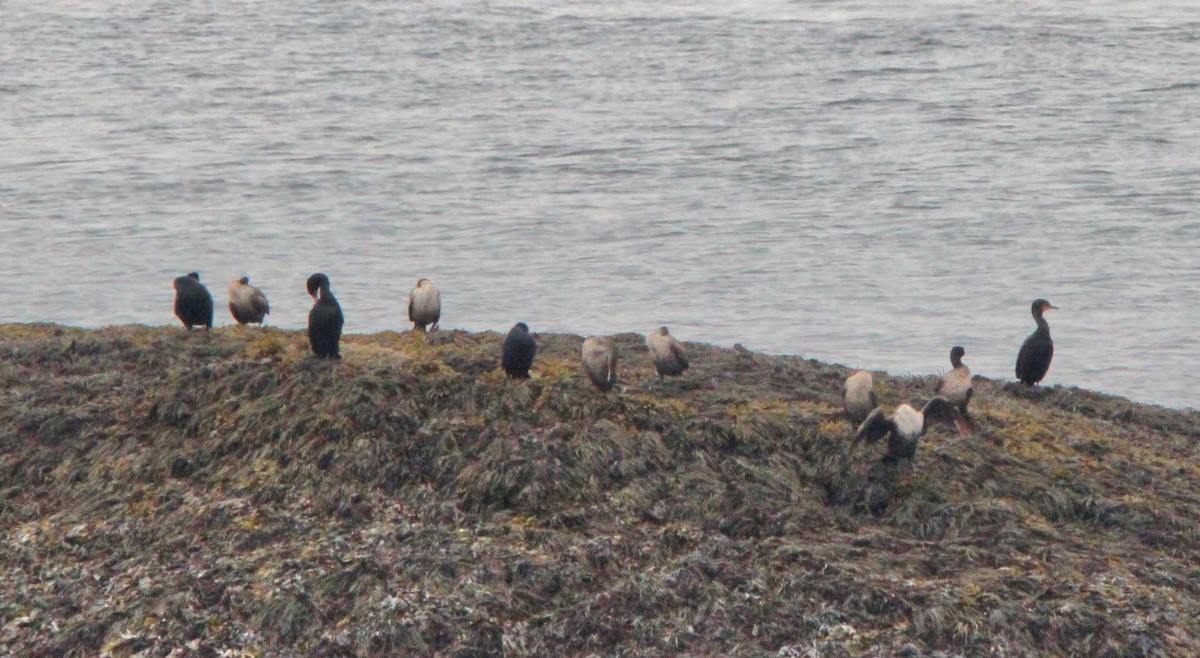 Cormoran à aigrettes - ML638728549