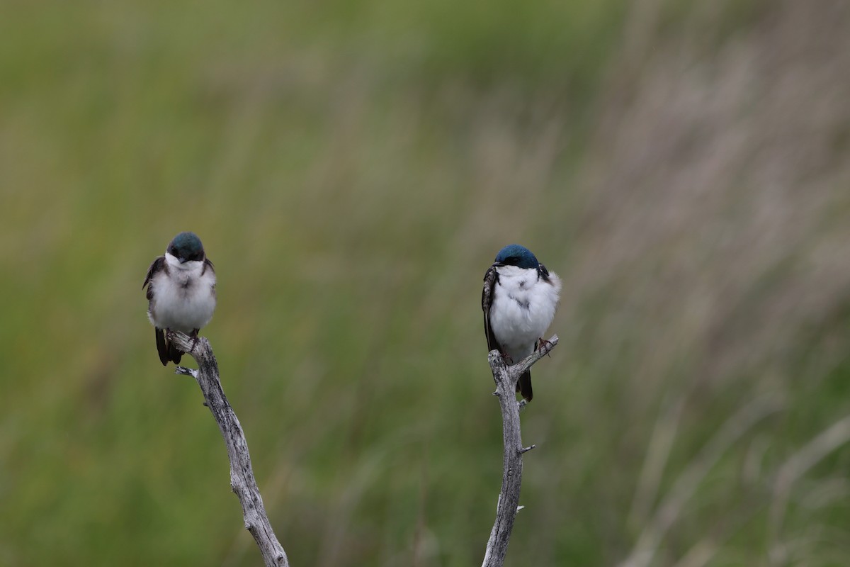 Tree Swallow - ML638728554
