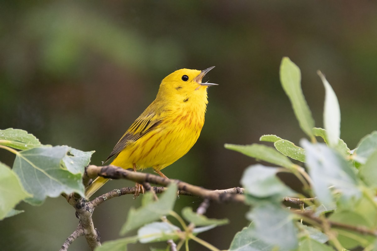 Northern Yellow Warbler - ML638728556