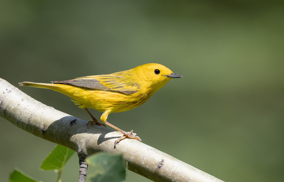 Northern Yellow Warbler - ML638728557
