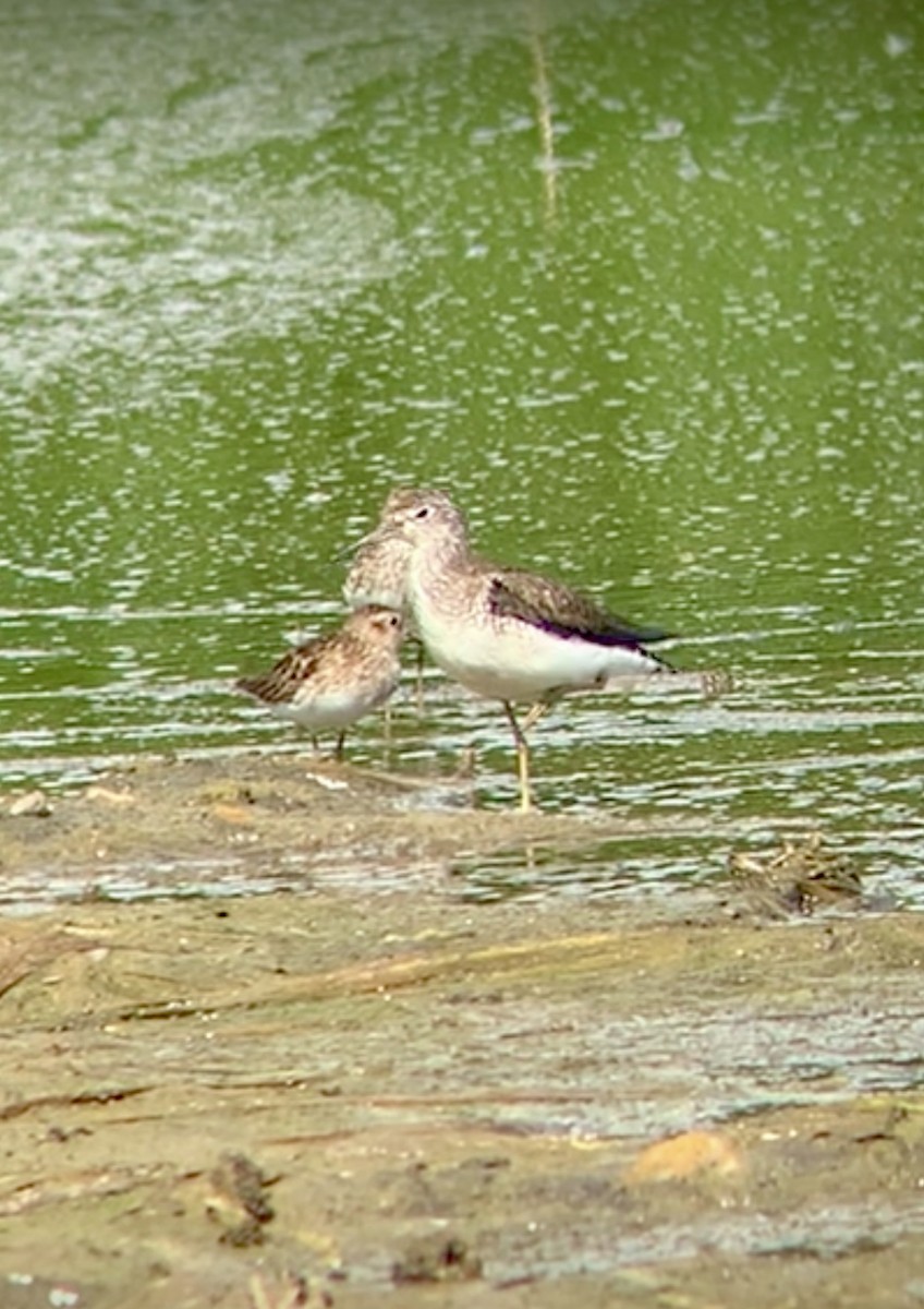 Solitary Sandpiper - ML638728566