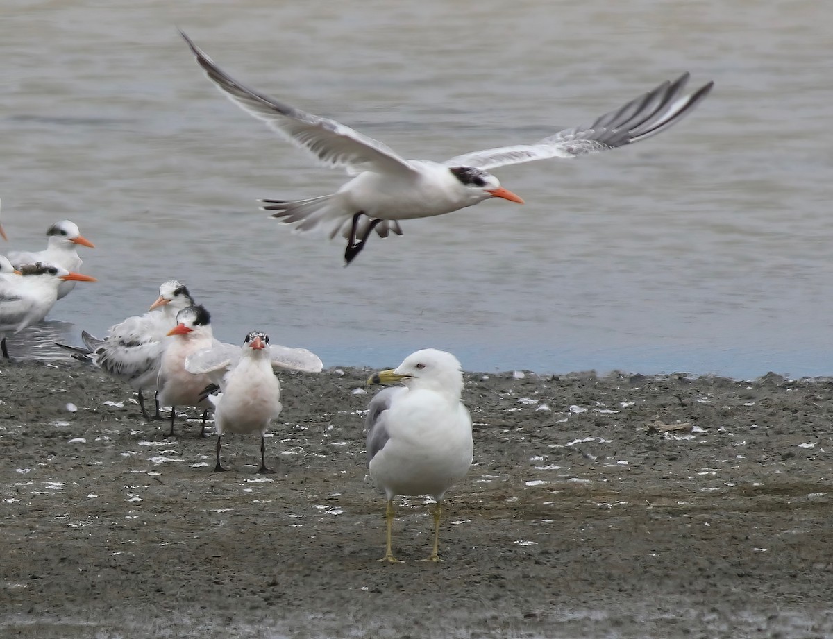 Ring-billed Gull - ML638728585