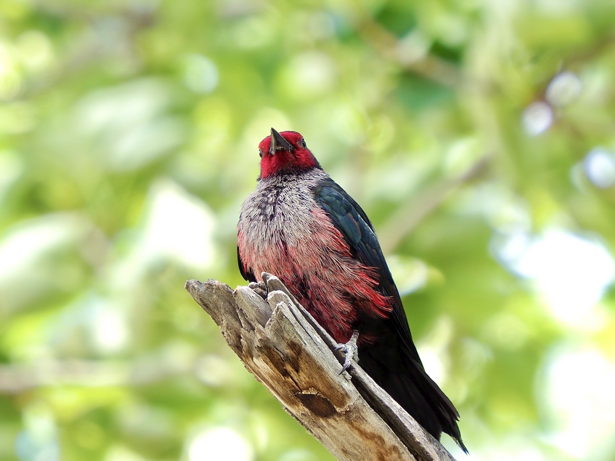 Lewis's Woodpecker - ML638728589