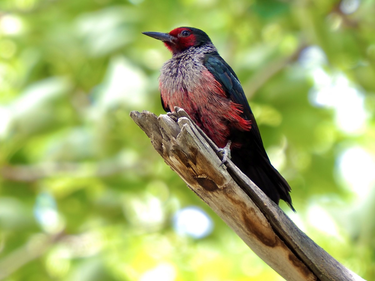 Lewis's Woodpecker - ML638728597