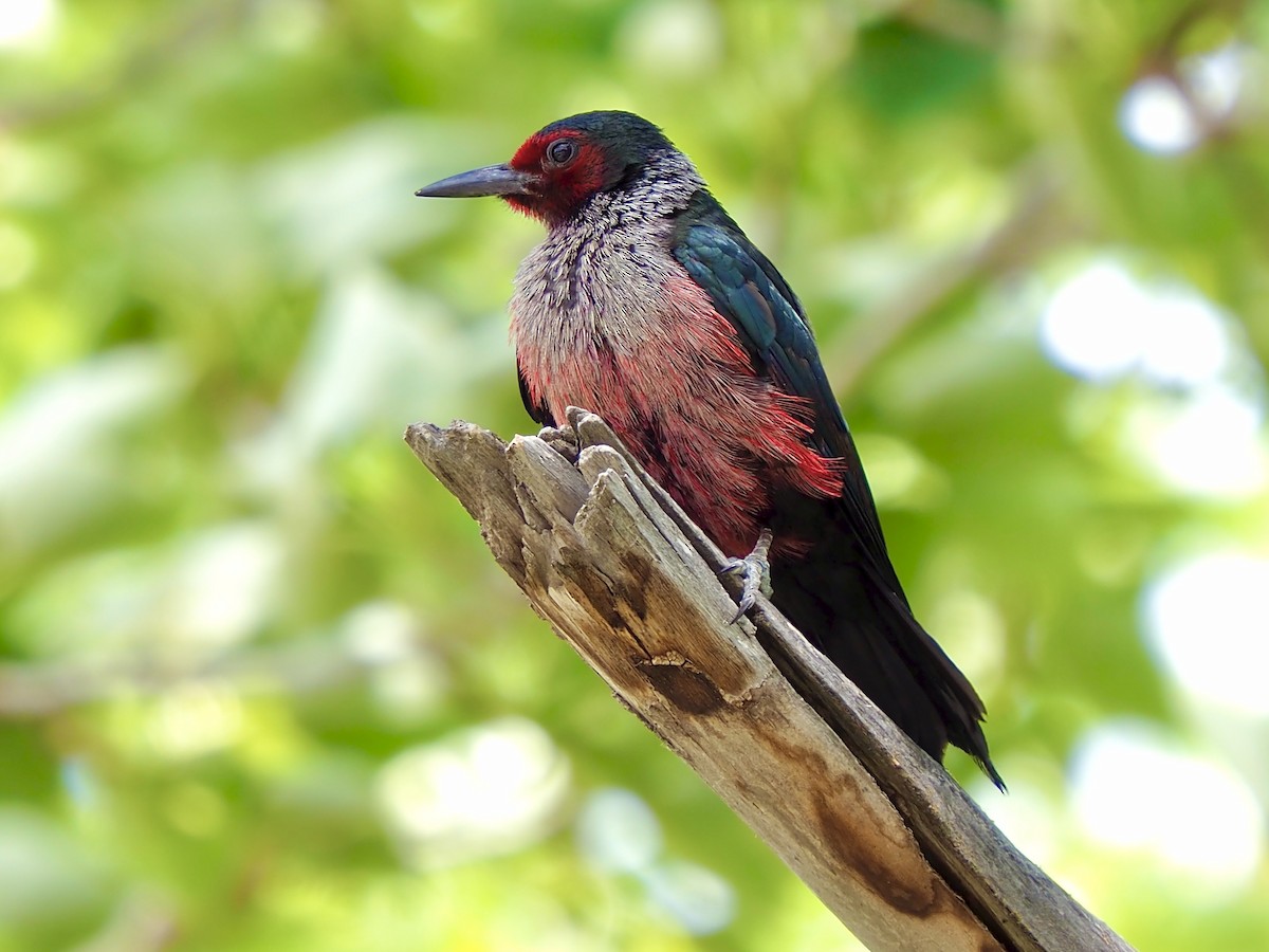 Lewis's Woodpecker - ML638728605