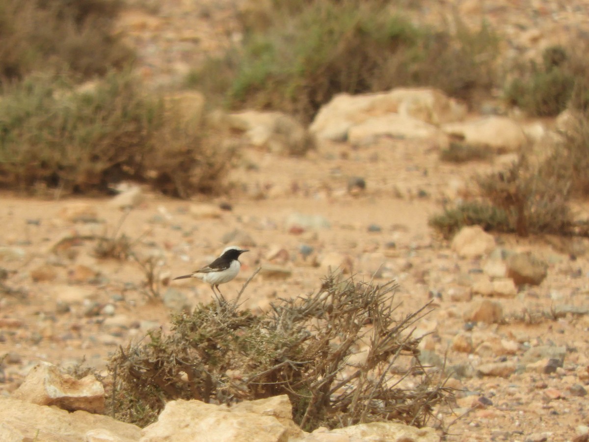 Red-rumped Wheatear - ML638728617