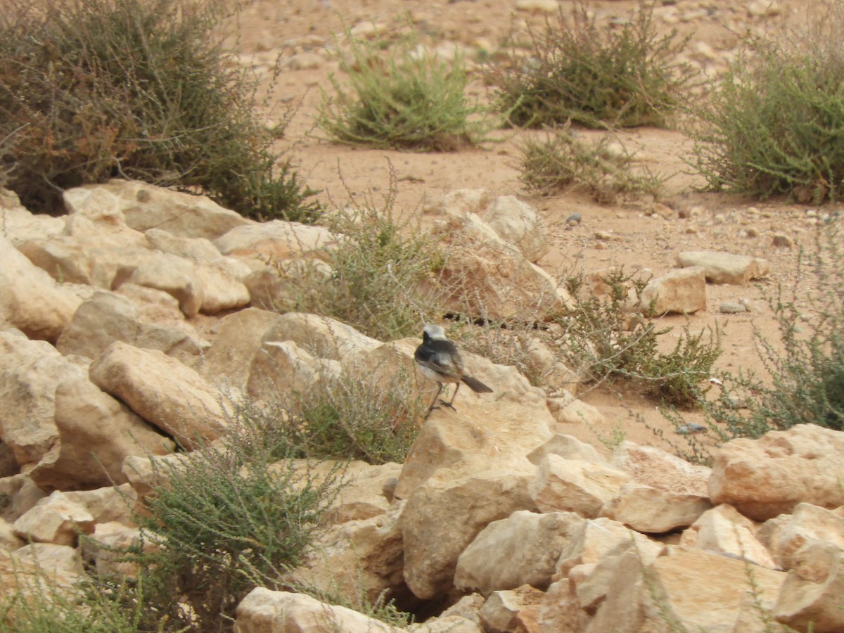 Red-rumped Wheatear - ML638728619
