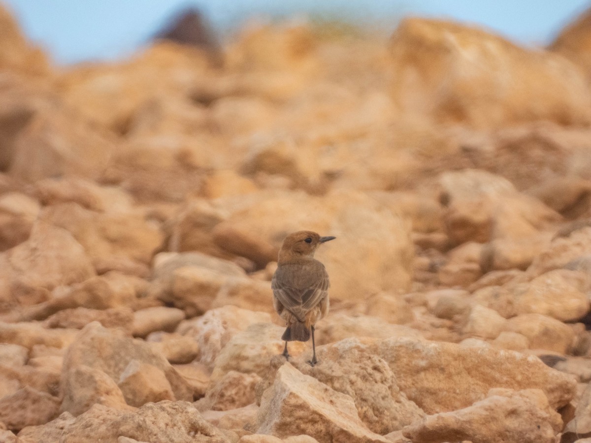 Red-rumped Wheatear - ML638728620