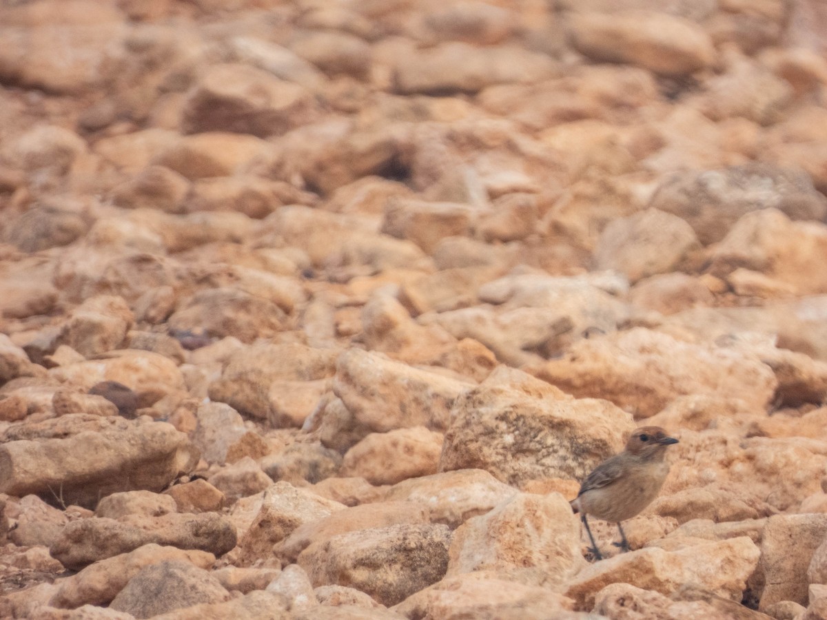 Red-rumped Wheatear - ML638728621