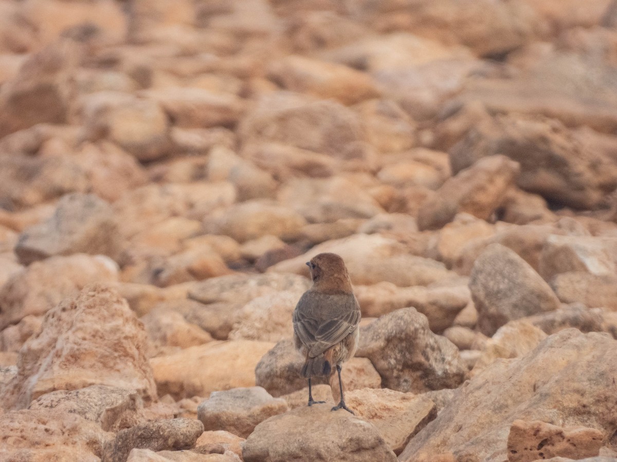 Red-rumped Wheatear - ML638728622