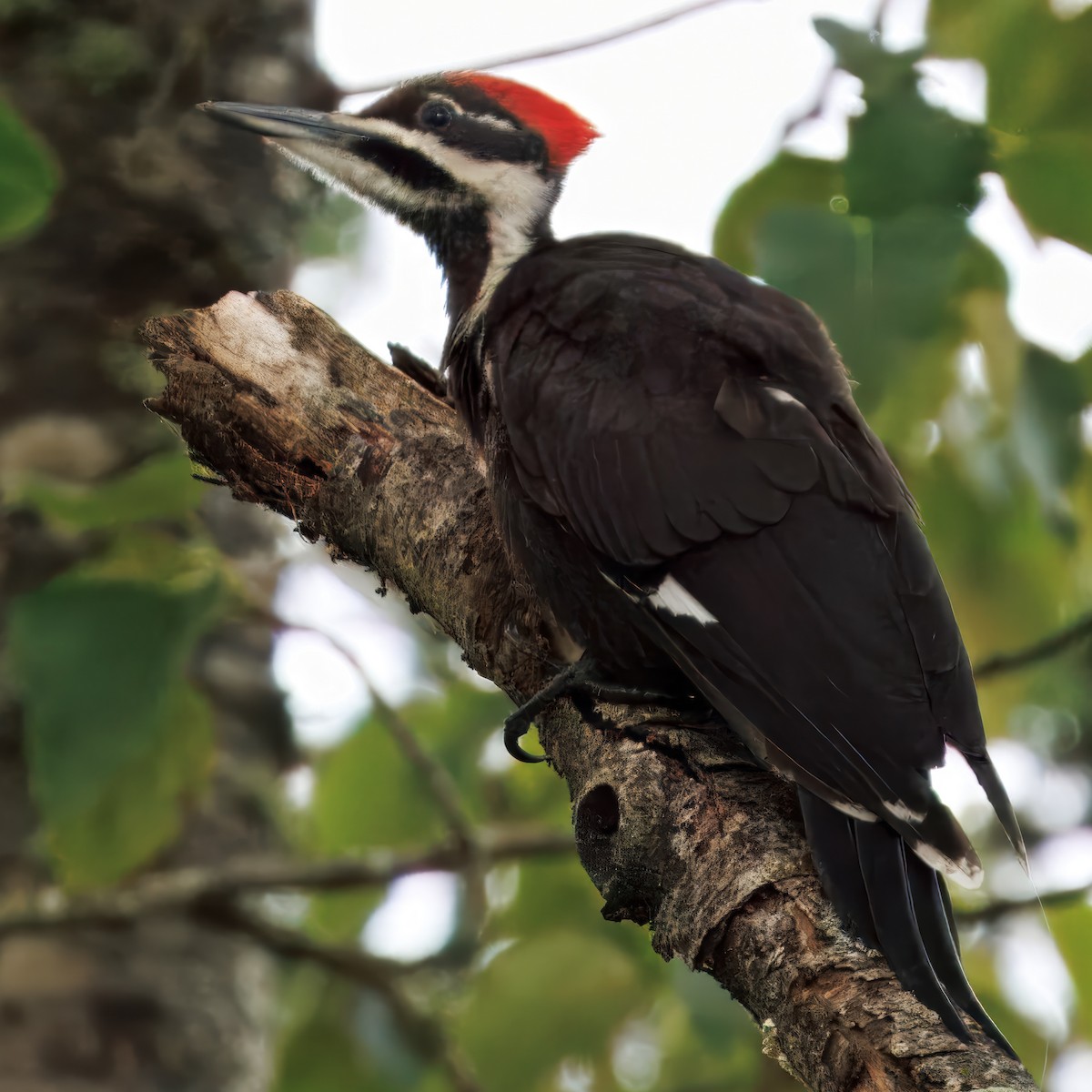 Pileated Woodpecker - ML638728628
