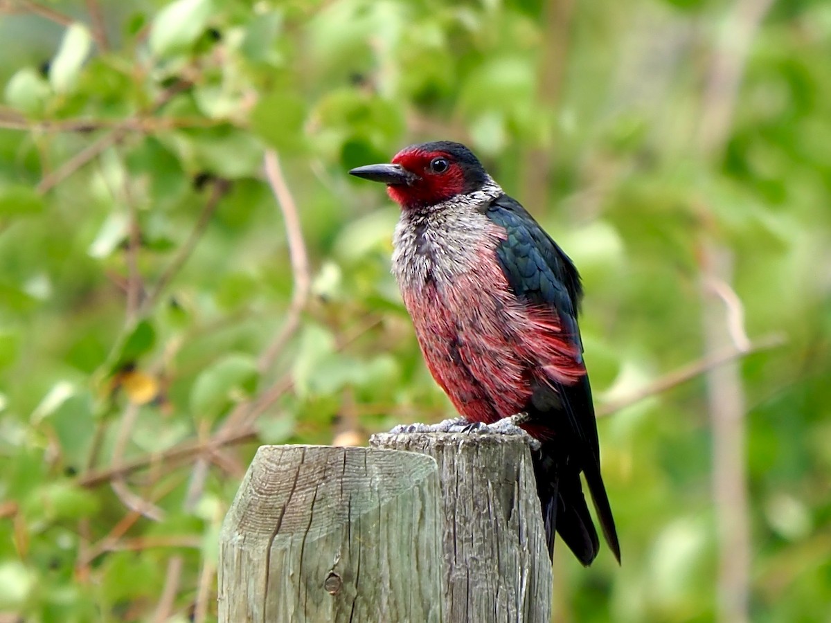 Lewis's Woodpecker - ML638728640