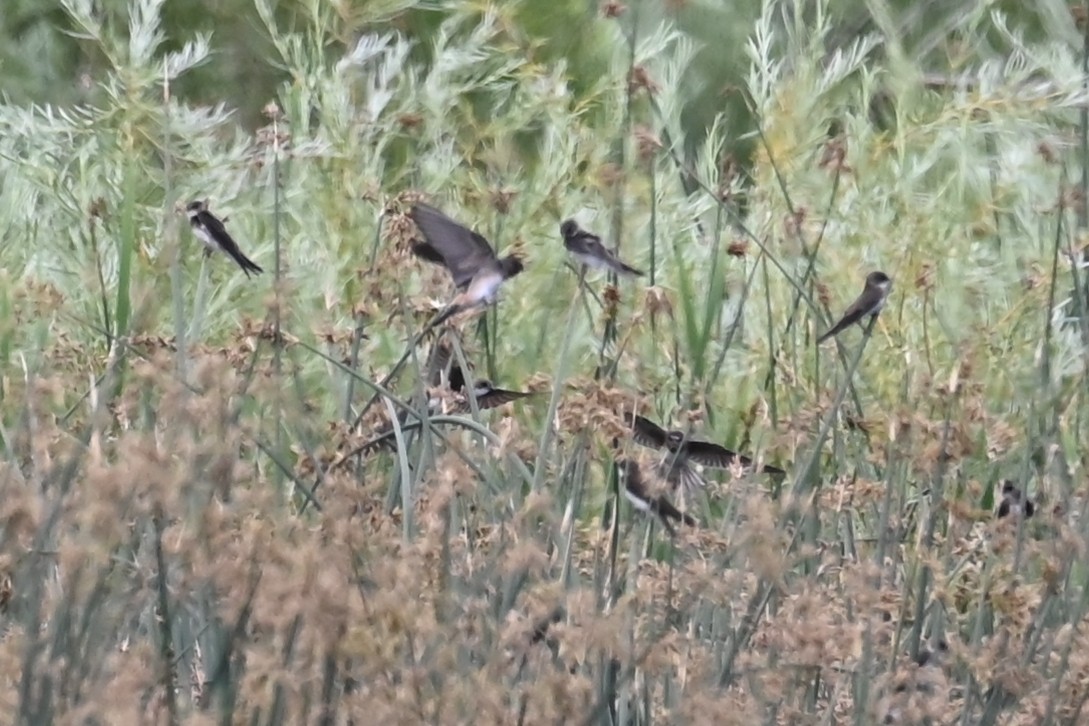 Bank Swallow - ML638728642