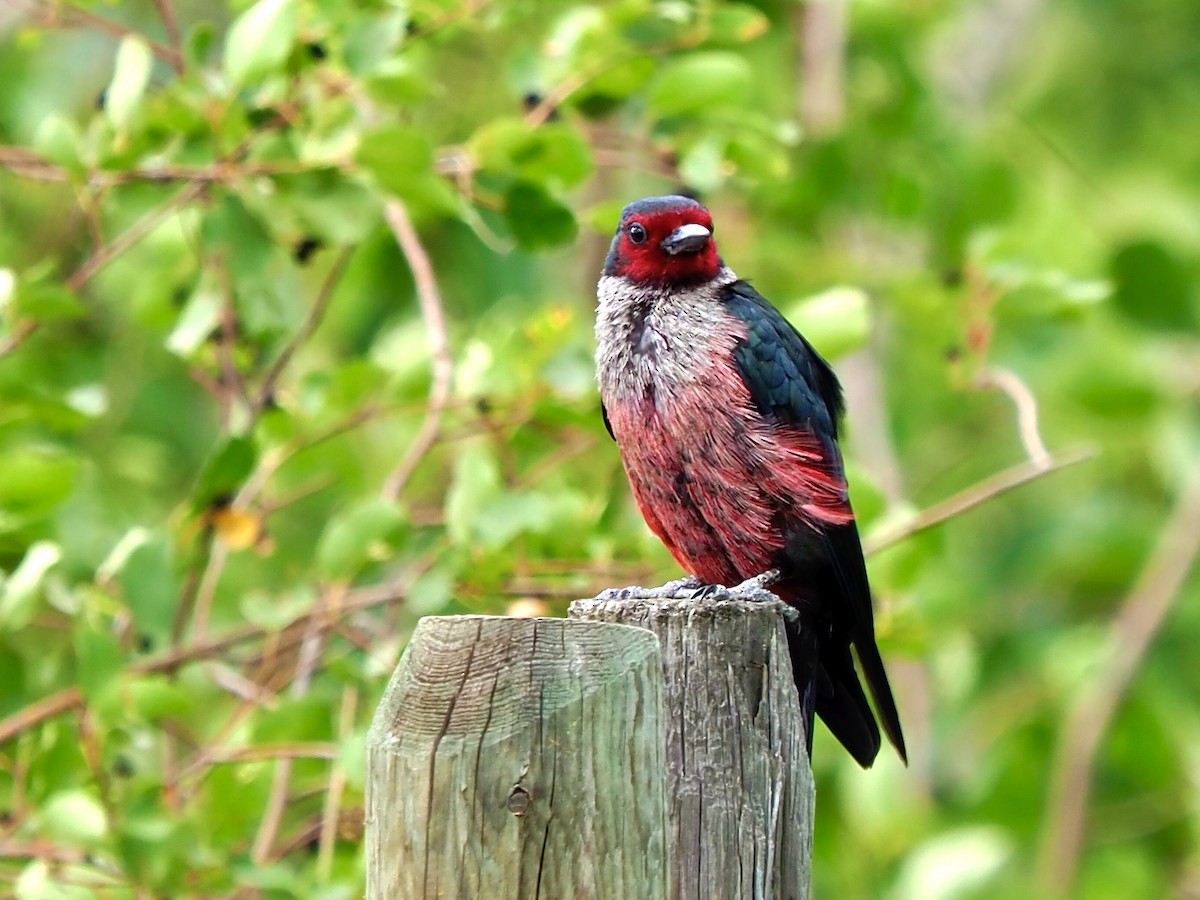 Lewis's Woodpecker - ML638728656