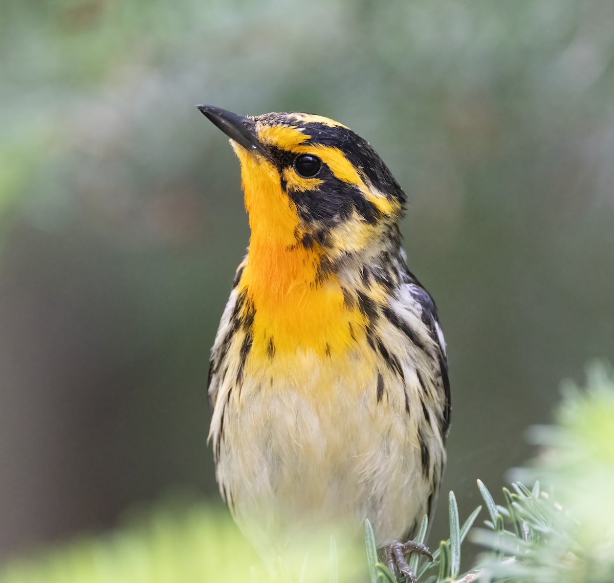 Blackburnian Warbler - ML638728658