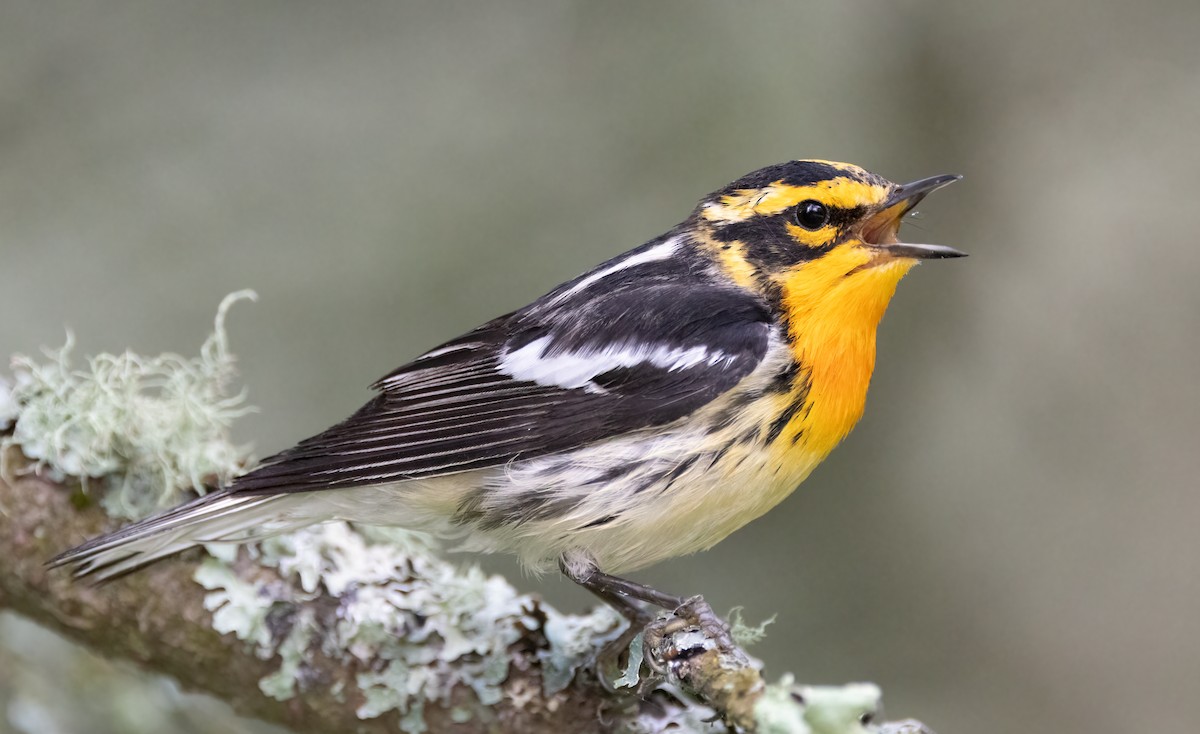 Blackburnian Warbler - ML638728660