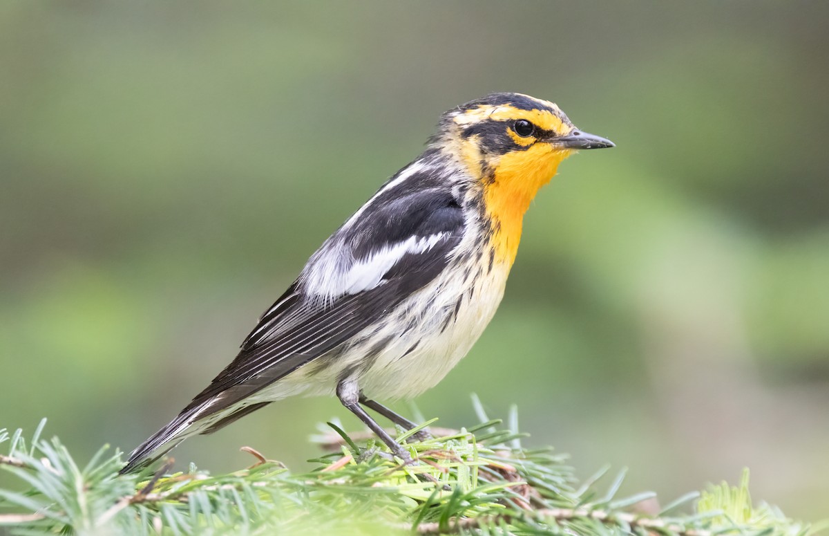 Blackburnian Warbler - ML638728661