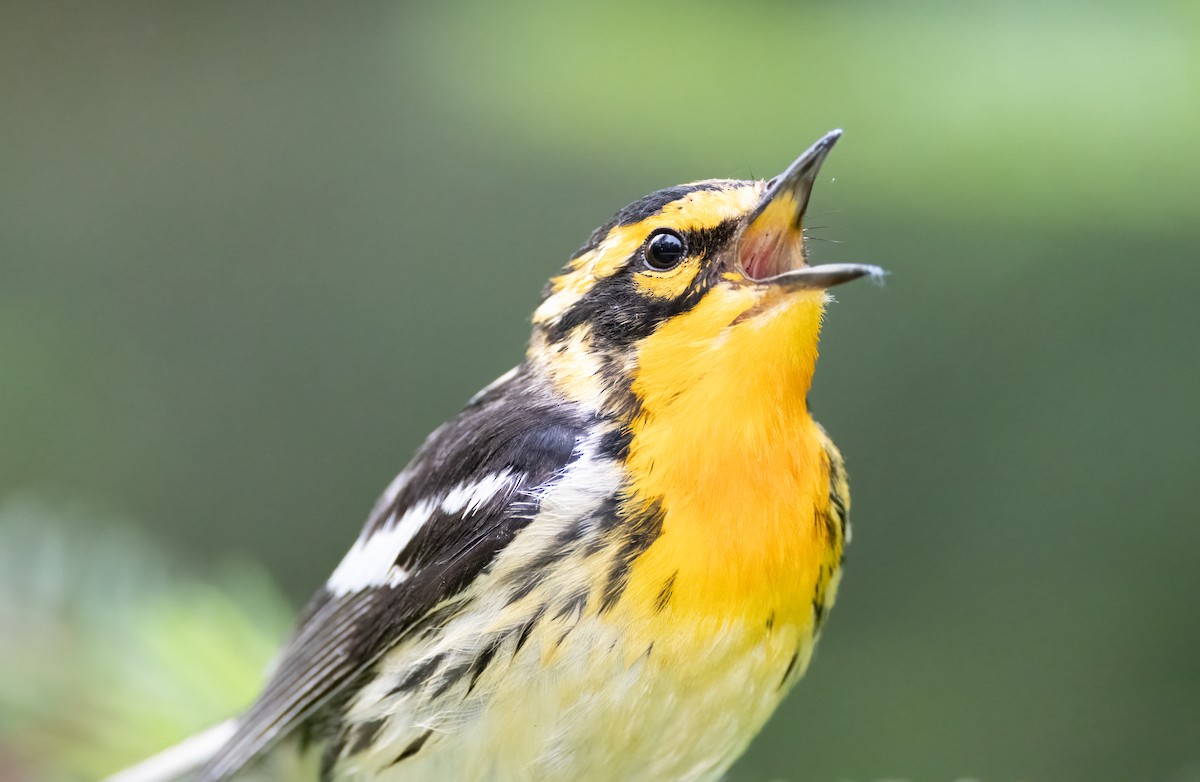 Blackburnian Warbler - ML638728662