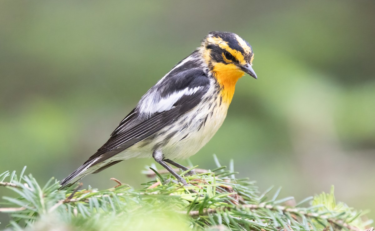 Blackburnian Warbler - ML638728663