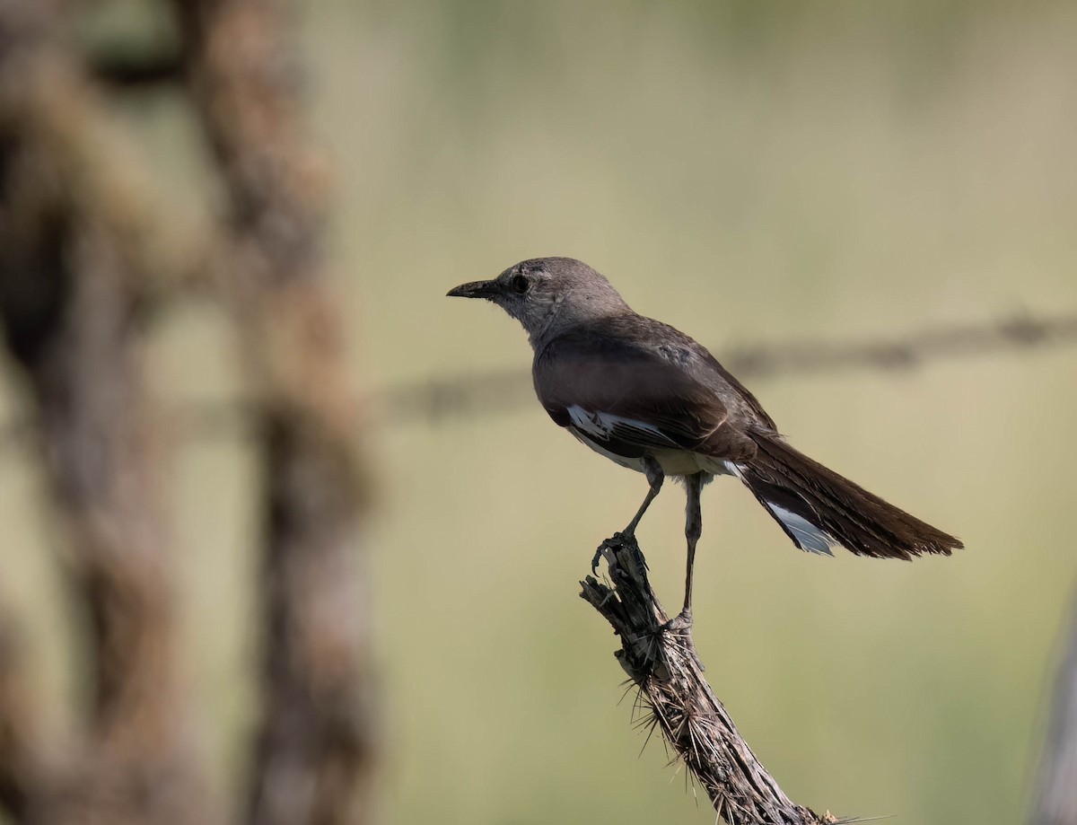 Northern Mockingbird - ML638728665