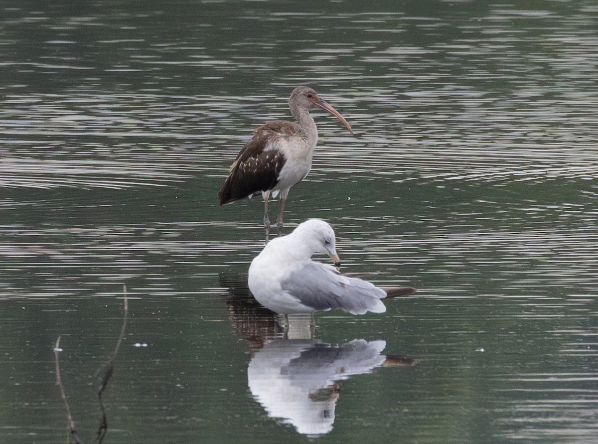 White Ibis - ML638728693