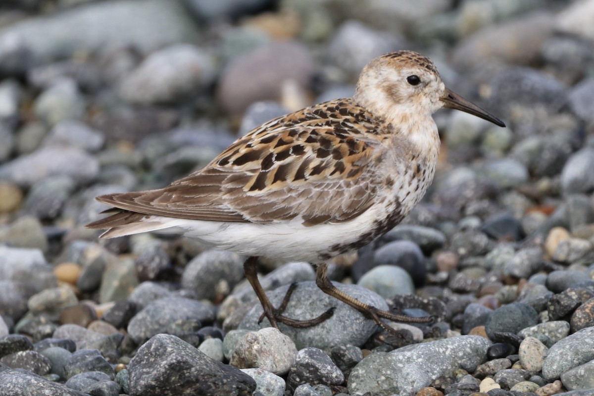 Rock Sandpiper (Pribilof Is.) - ML638728696