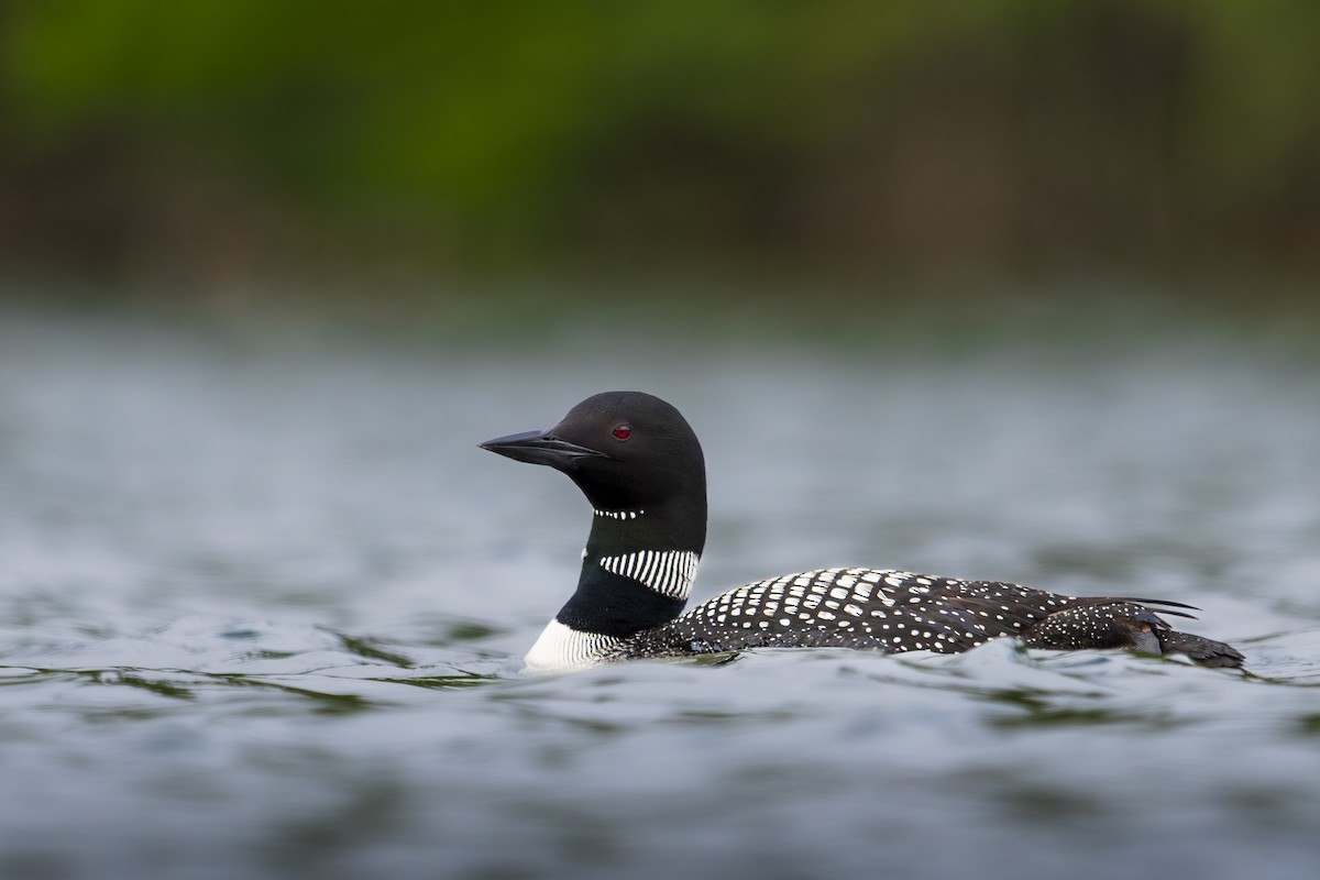 Common Loon - ML638728698