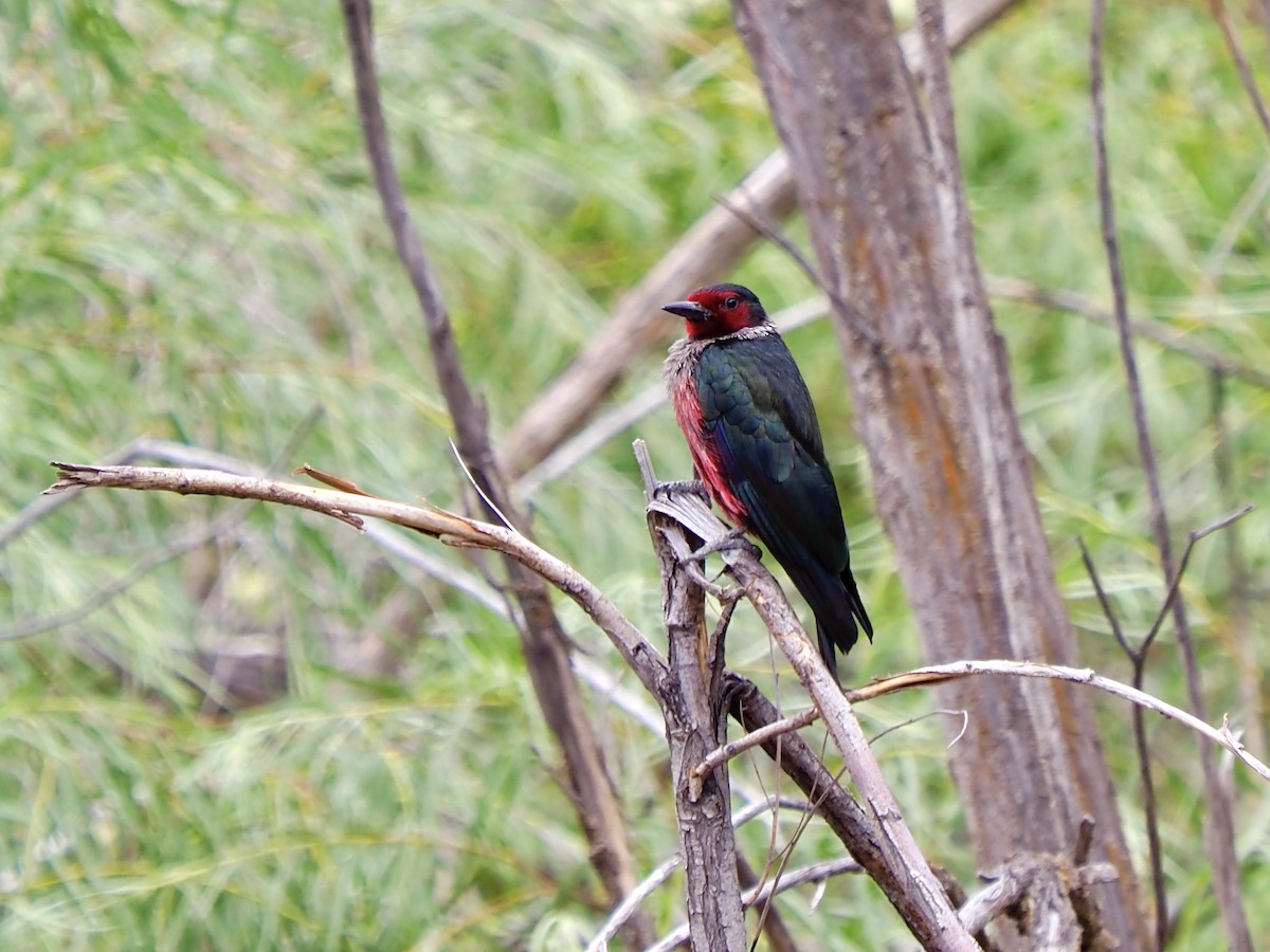 Lewis's Woodpecker - ML638728711