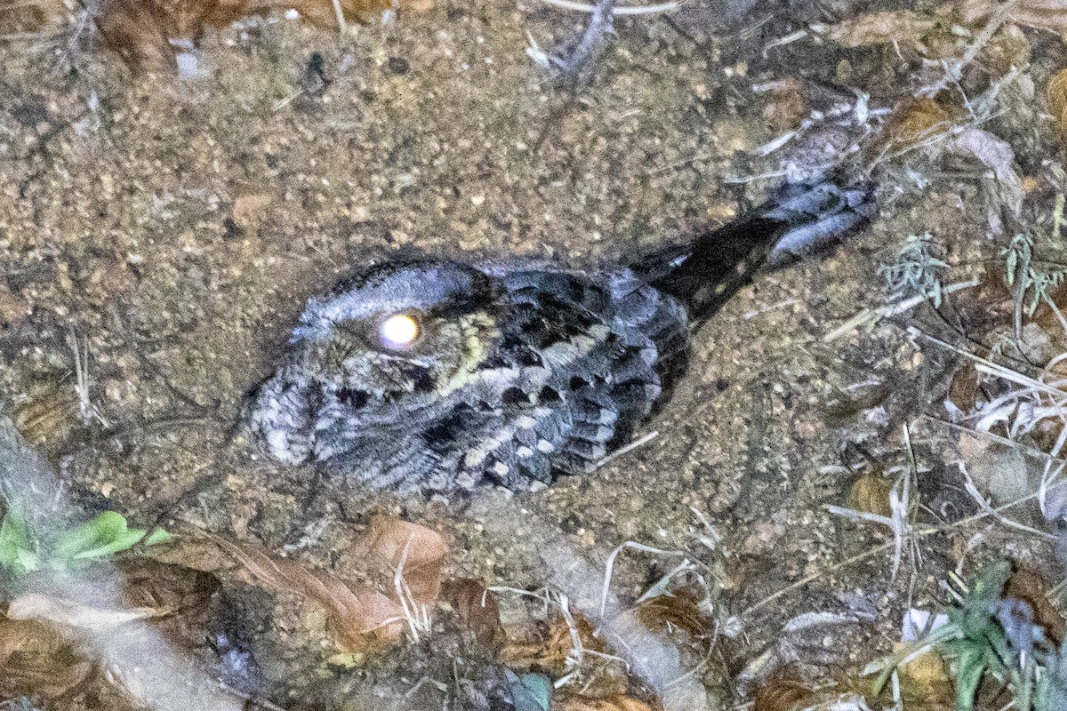 Fiery-necked Nightjar - ML638728743