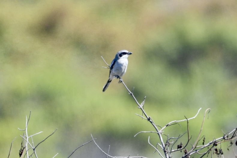 Loggerhead Shrike - ML638728752