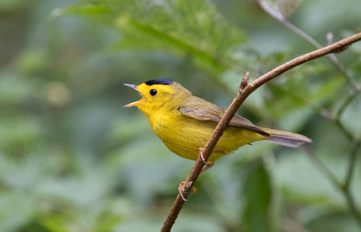 Wilson's Warbler - ML638728777