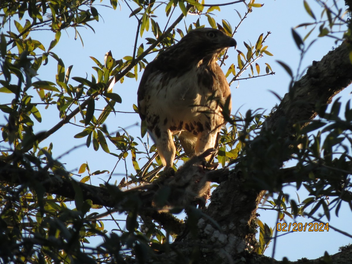 Red-tailed Hawk - ML638728791