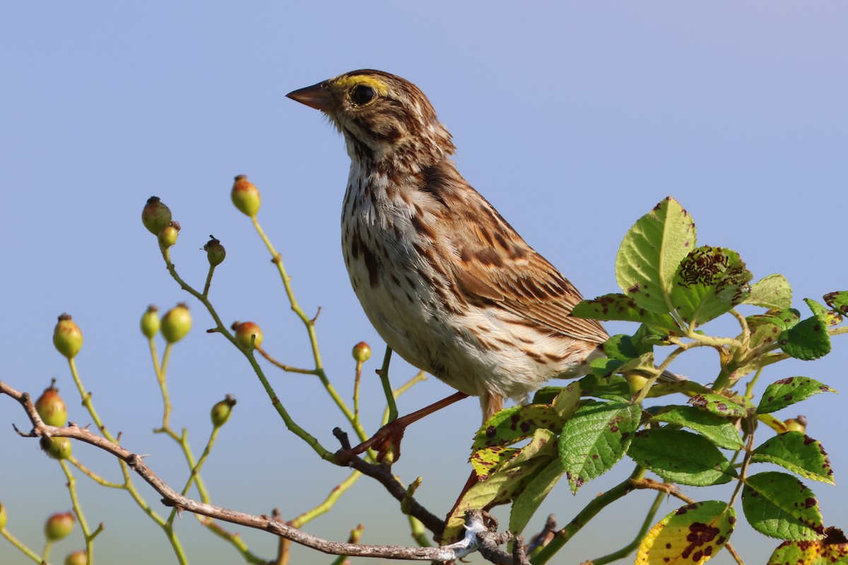 Savannah Sparrow - ML638728815