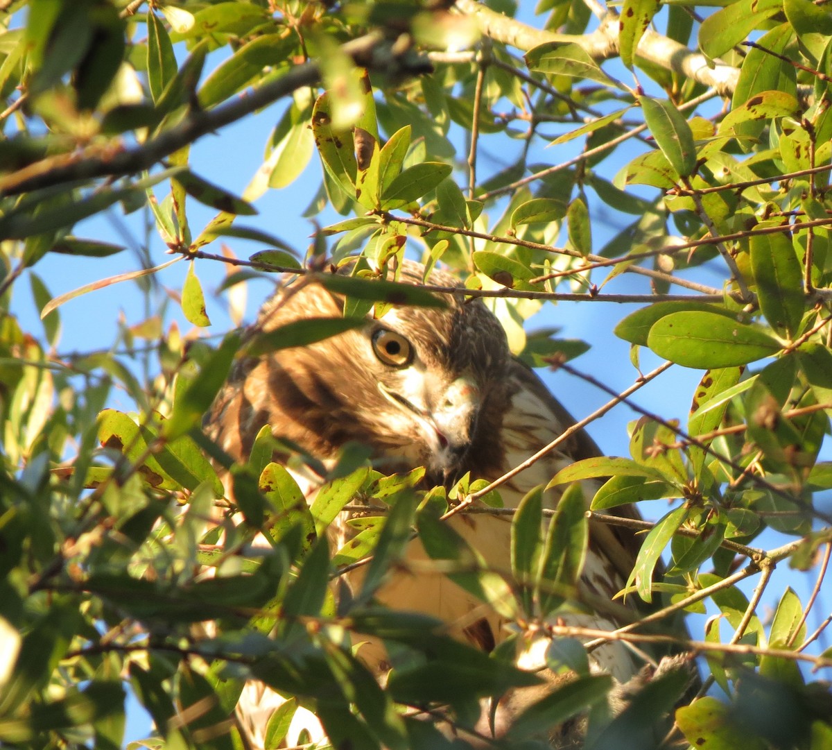 Red-tailed Hawk - ML638728819