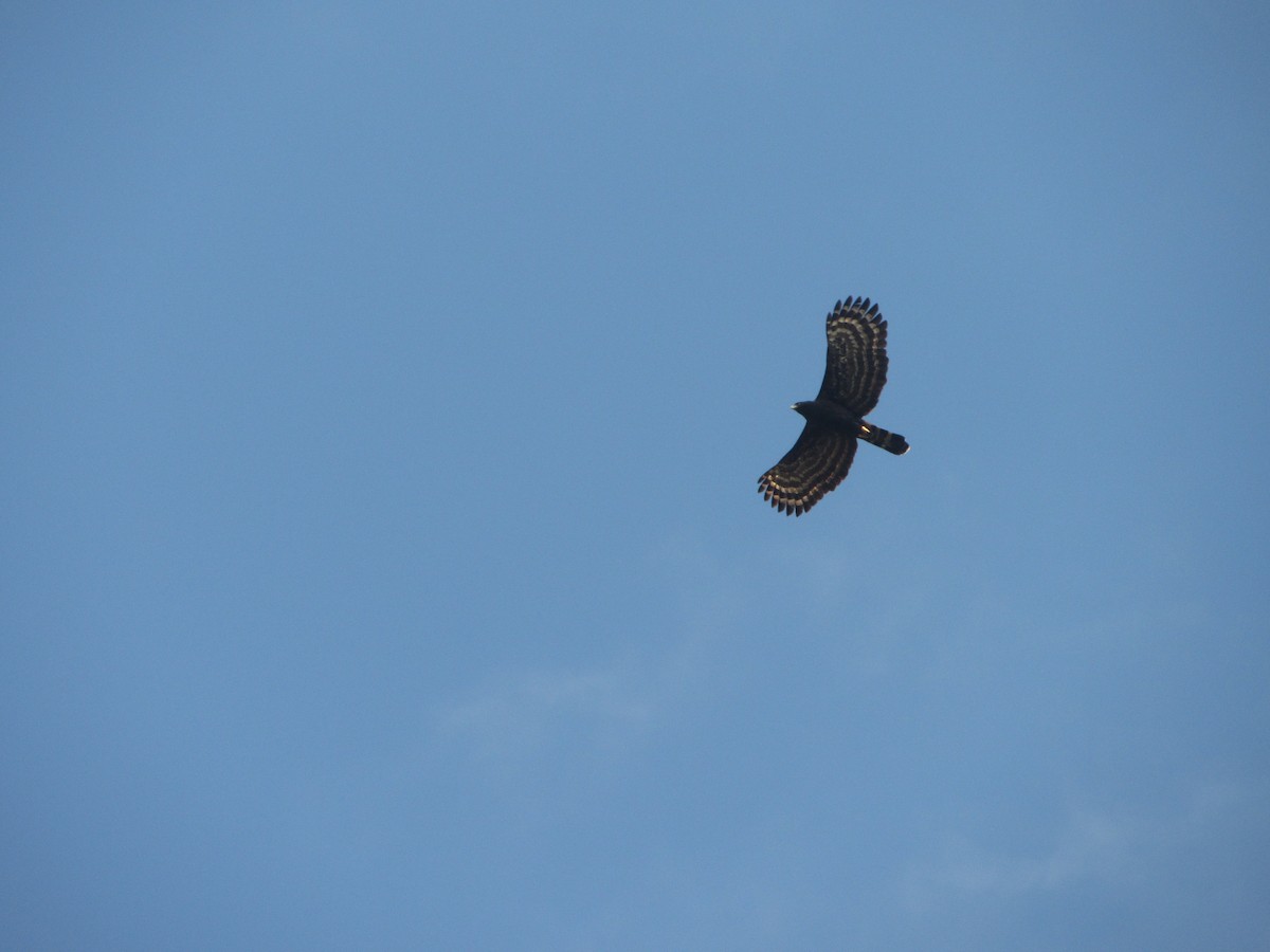 Águila Negra - ML638728821