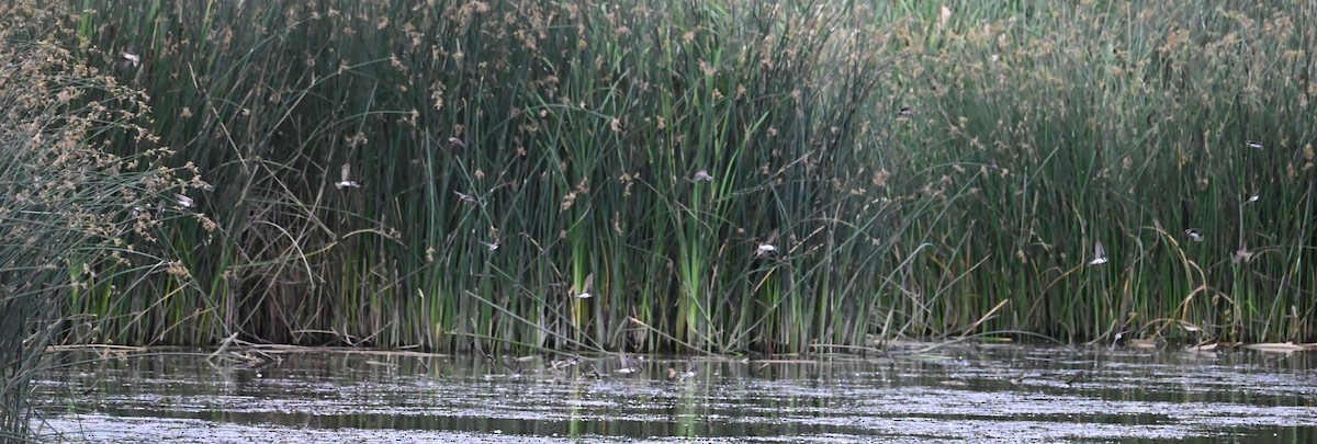 Bank Swallow - ML638728886
