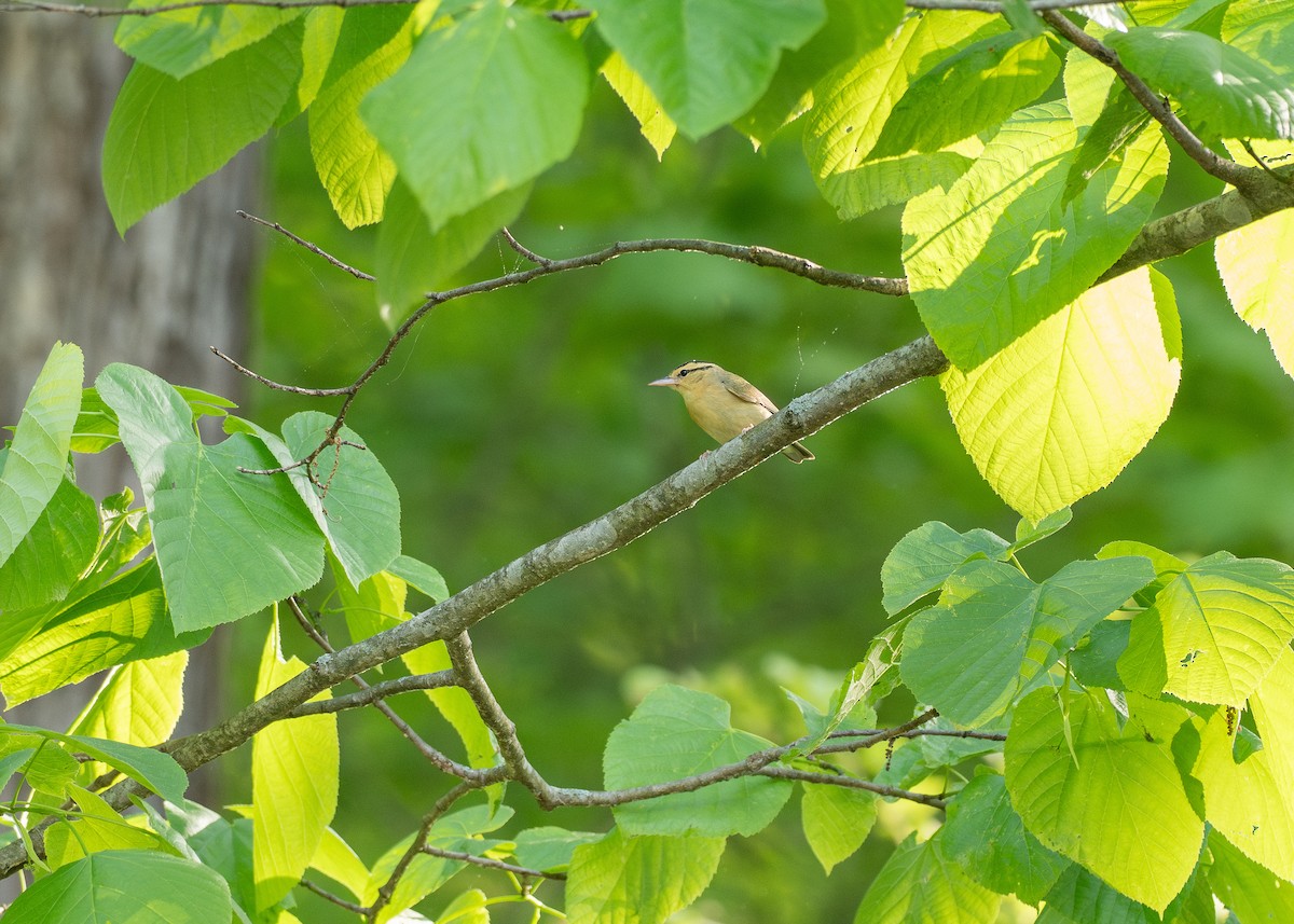 Пісняр-борсучок - ML638728923