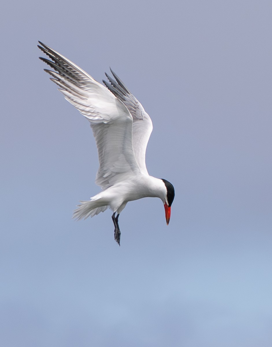 Caspian Tern - ML638728937