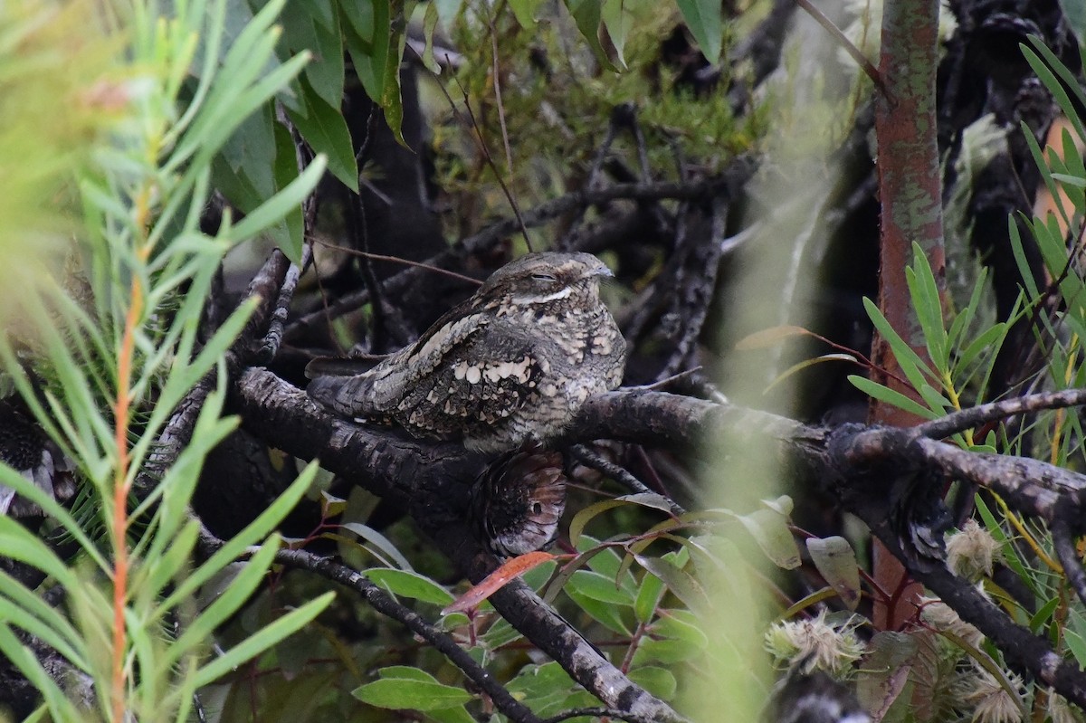 Eurasian Nightjar - ML638728947