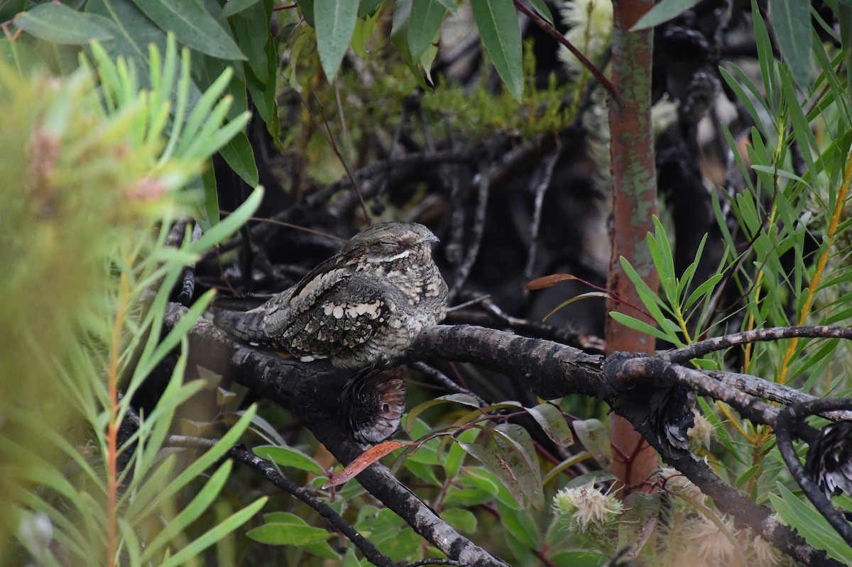 Eurasian Nightjar - ML638728948