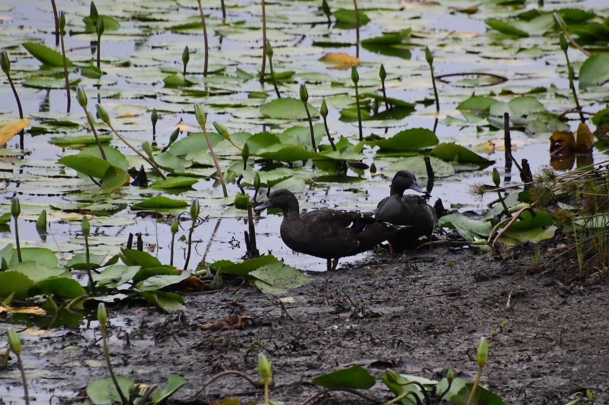 African Black Duck - ML638728952