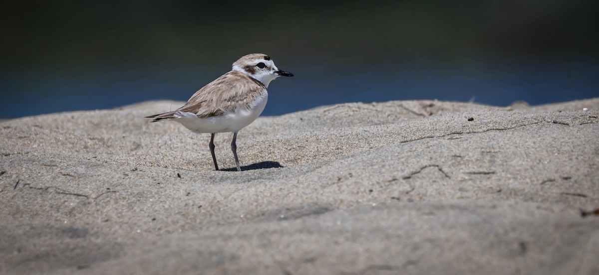 Snowy Plover - ML638728955