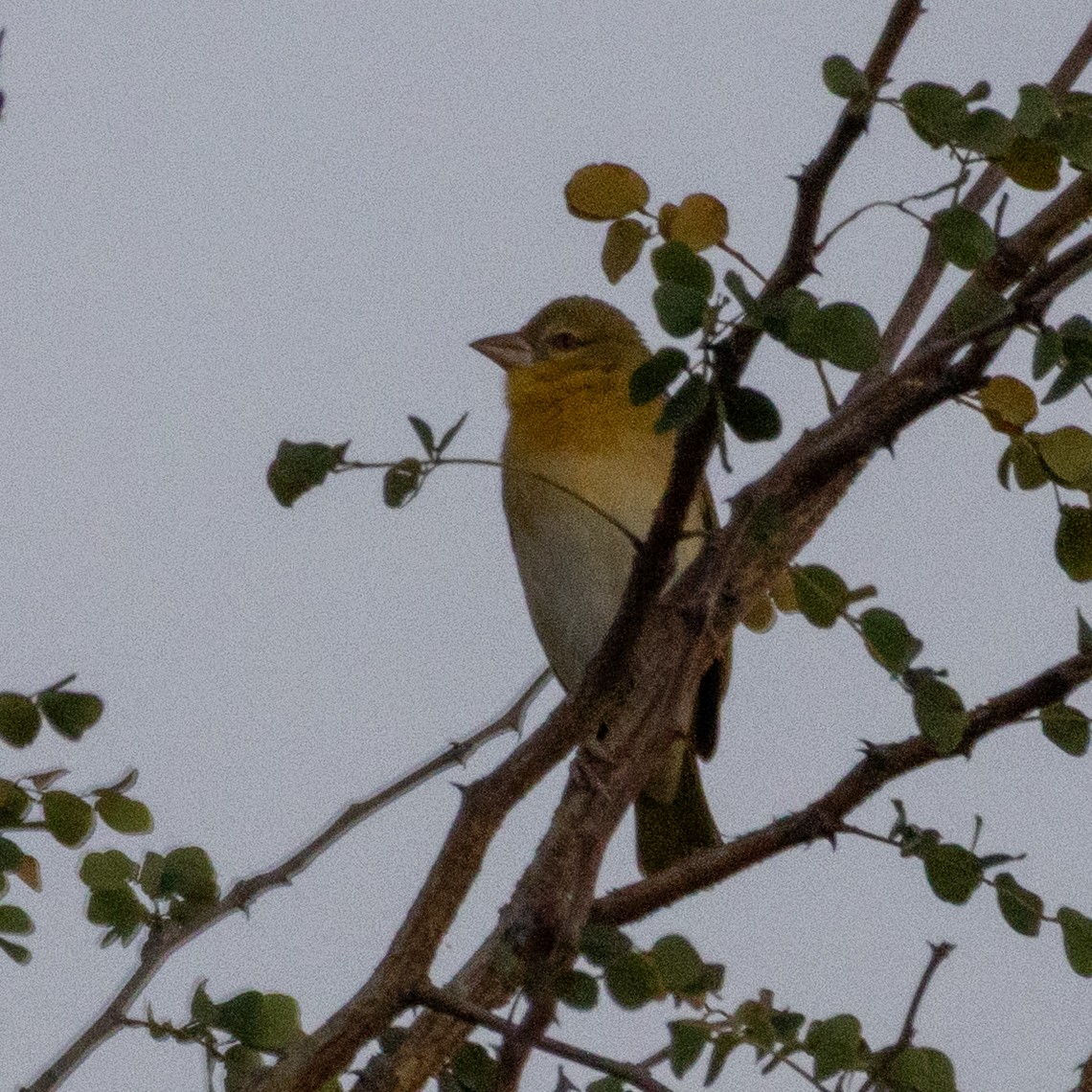 Southern Masked-Weaver - ML638728959