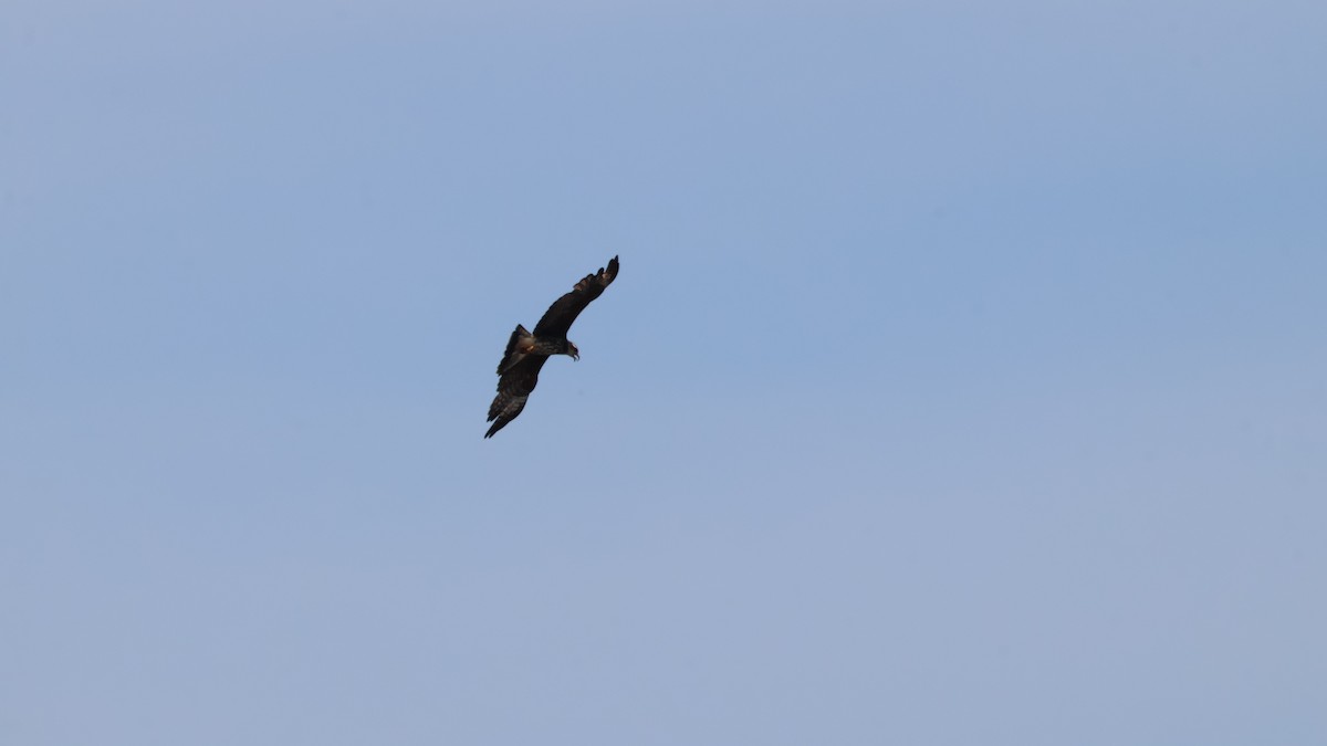 Snail Kite - ML638728960